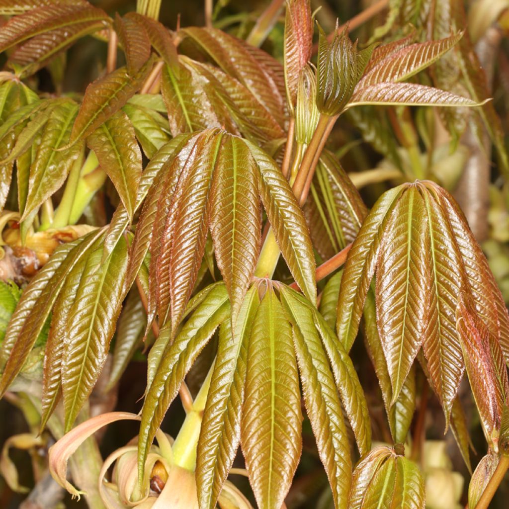 Aesculus chinensis - Marronnier de Chine