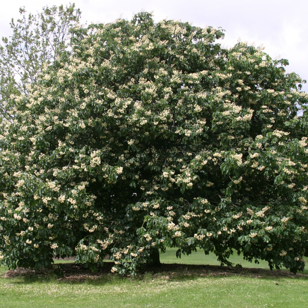 Aesculus + dallimorei - Castaños híbrido