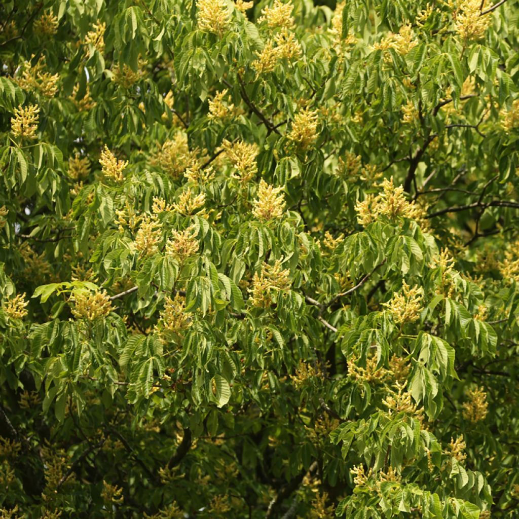 Aesculus flava - Pavier, Marronnier jaune