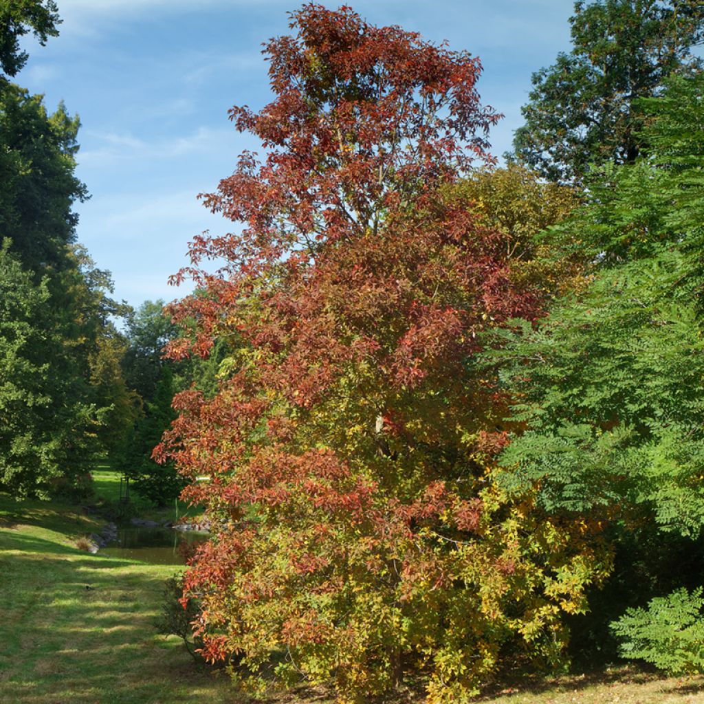 Aesculus flava - Pavier, Marronnier jaune