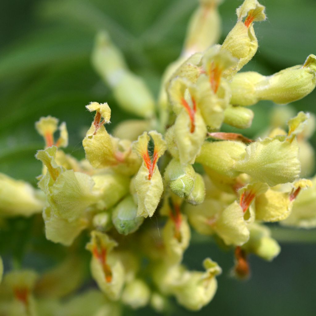 Aesculus flava - Pavier, Marronnier jaune