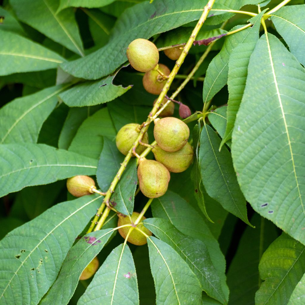 Aesculus flava - Pavier, Marronnier jaune