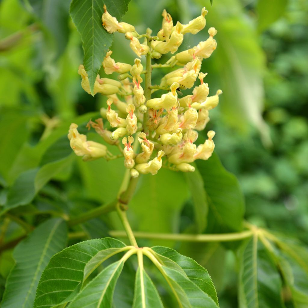 Aesculus flava - Pavier, Marronnier jaune