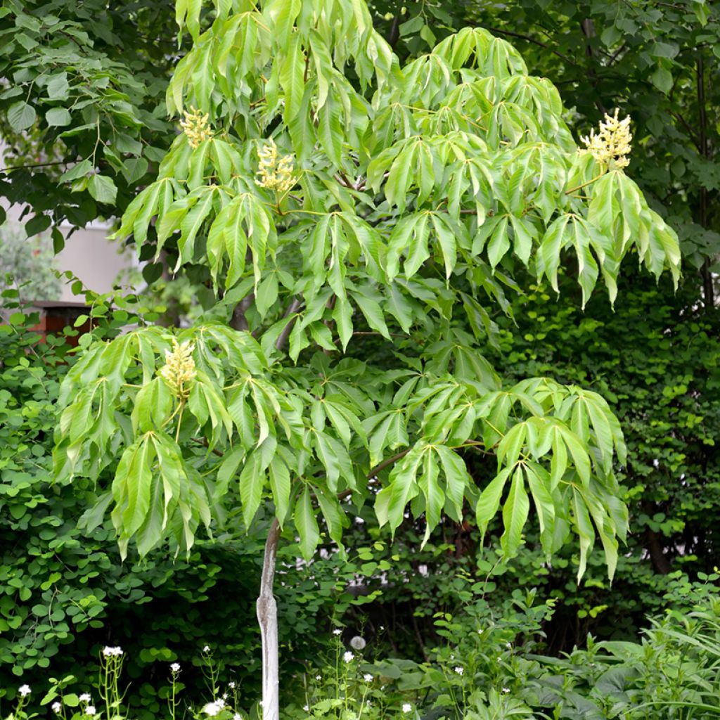 Aesculus flava - Pavier, Marronnier jaune