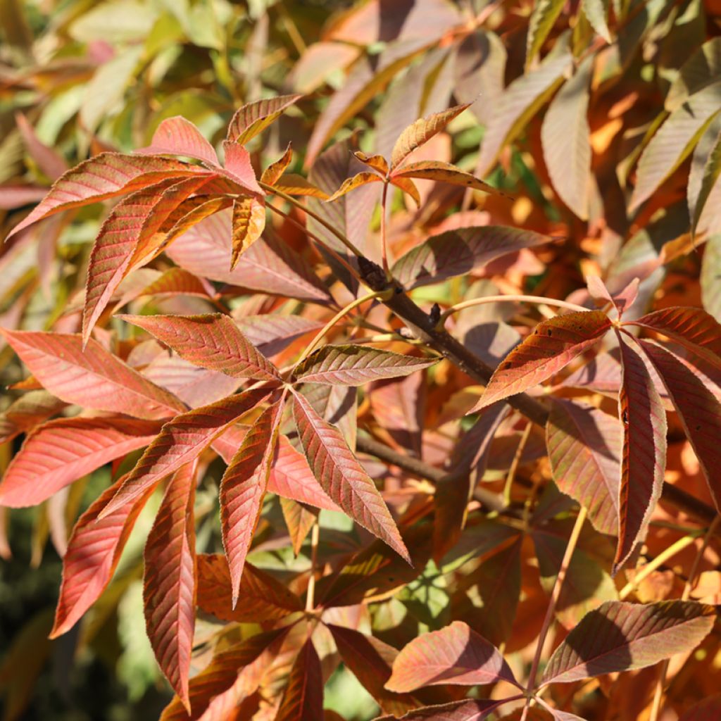 Aesculus glabra Herkenrode - Marronnier de l'Ohio