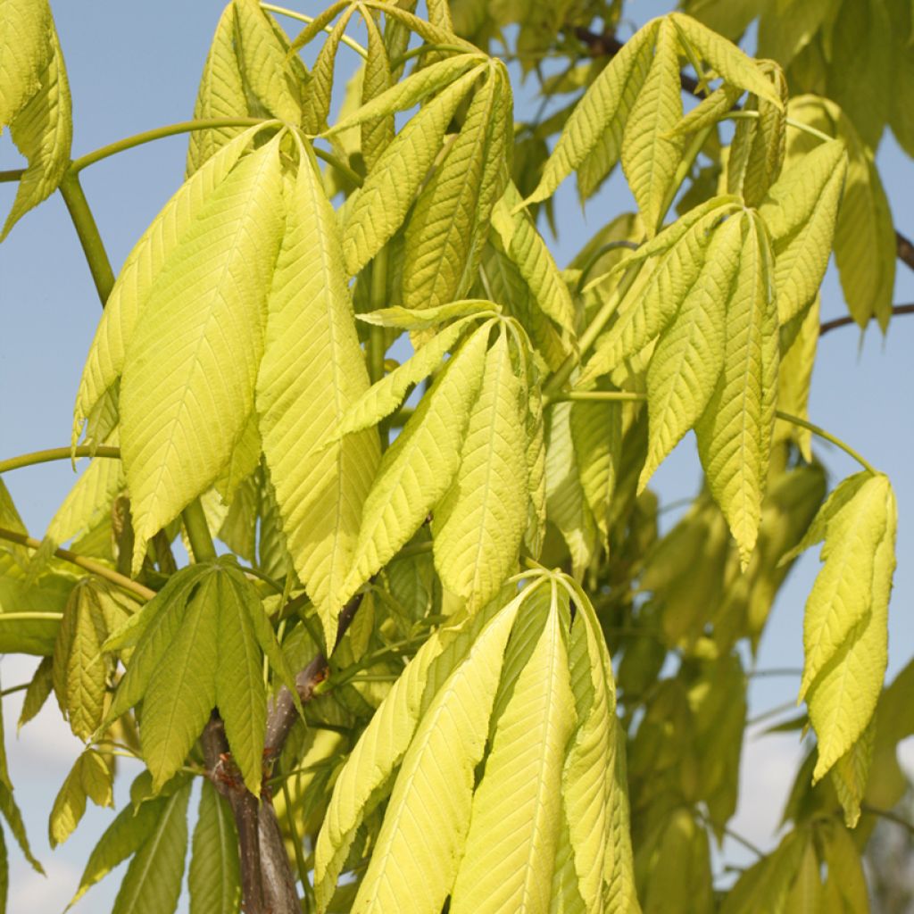 Aesculus glabra Sofia - Marronnier de l'Ohio