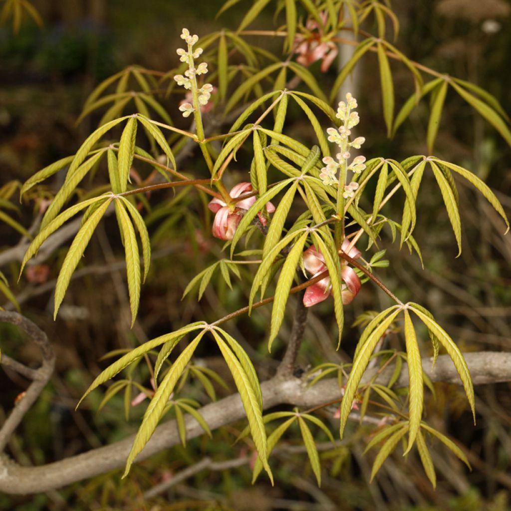 Aesculus x glaucescens - Castaños