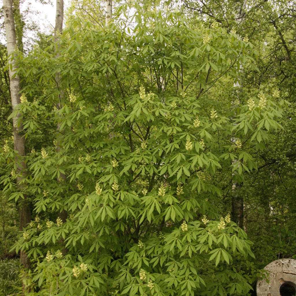 Aesculus x glaucescens - Marronnier aurore