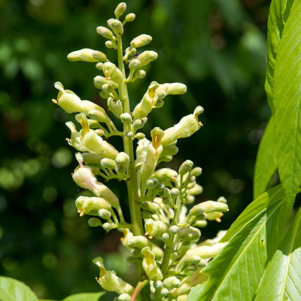 Aesculus x glaucescens - Castaños