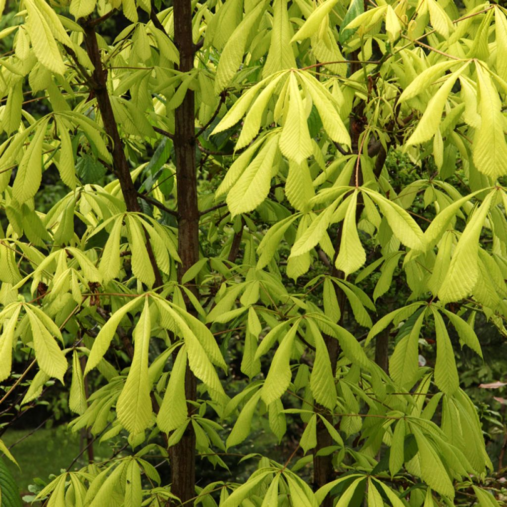 Aesculus hippocastanum Hampton Court Gold - Castaño de Indias