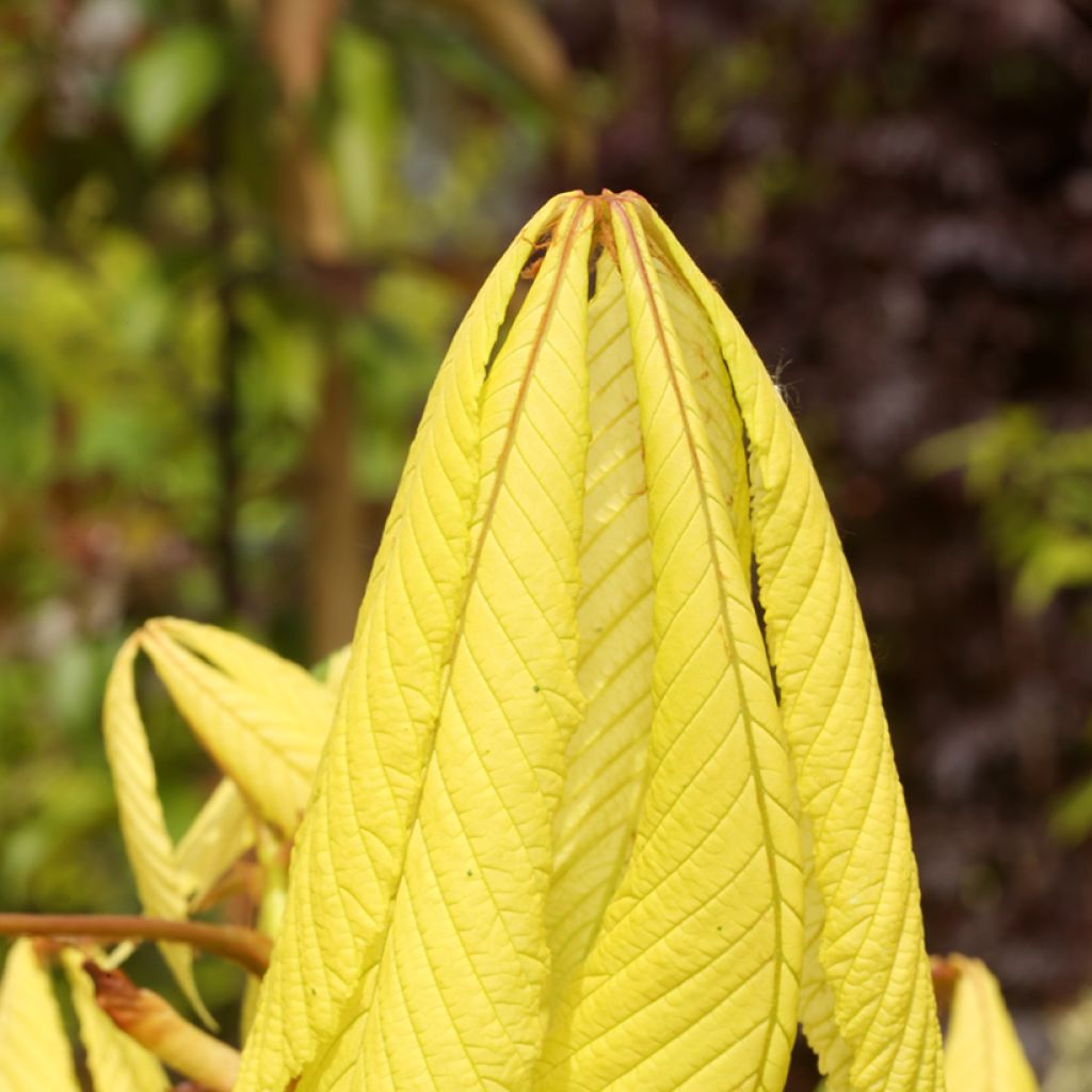 Aesculus hippocastanum Hampton Court Gold - Castaño de Indias