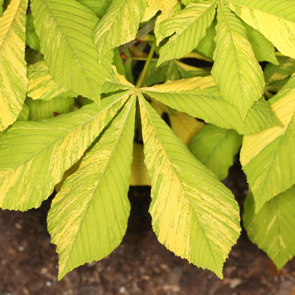 Aesculus hippocastanum Karolina Reinhold - Castaño de Indias