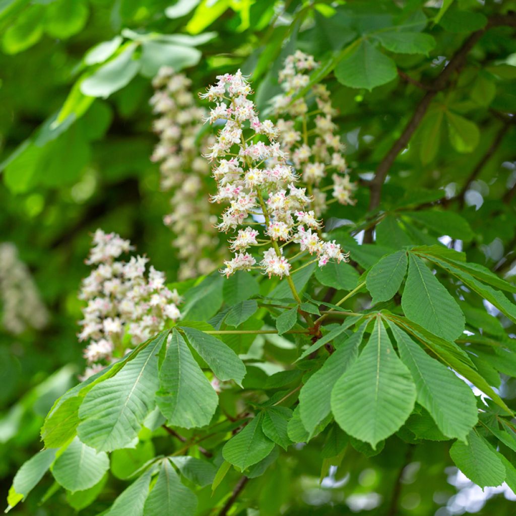 Aesculus hippocastanum - Castaño de Indias