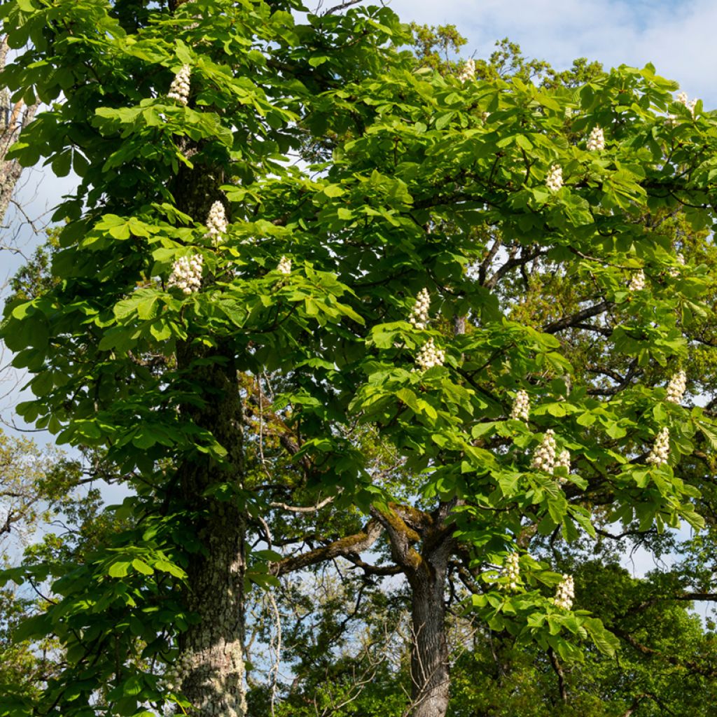 Aesculus hippocastanum - Castaño de Indias