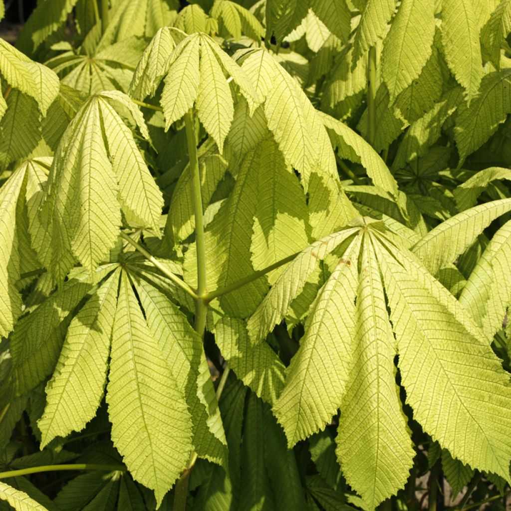 Aesculus hippocastanum Memmingeri - Castaño de Indias