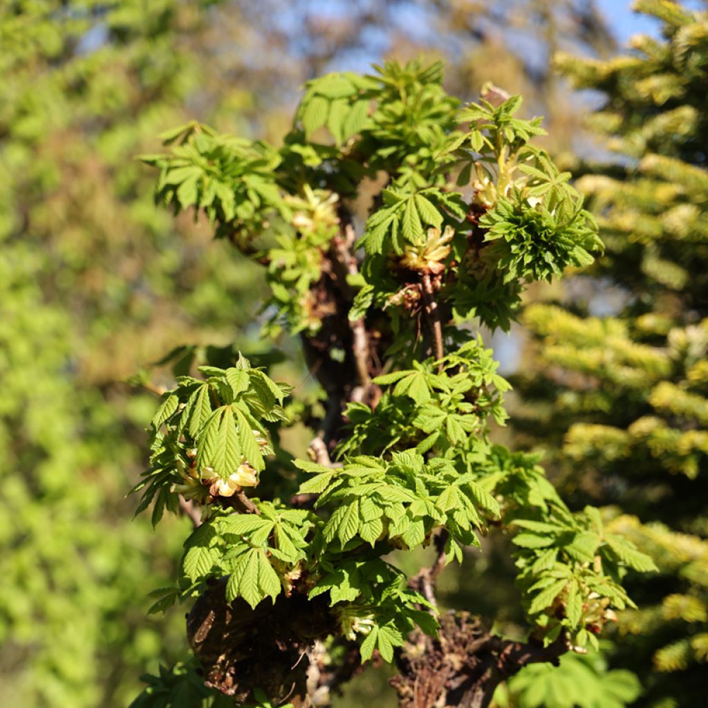 Aesculus hippocastanum Monstrosa - Castaño de Indias