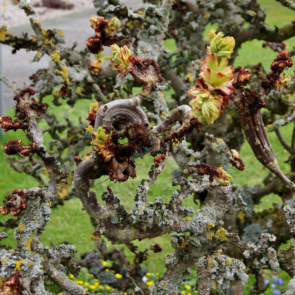 Aesculus hippocastanum Monstrosa - Castaño de Indias