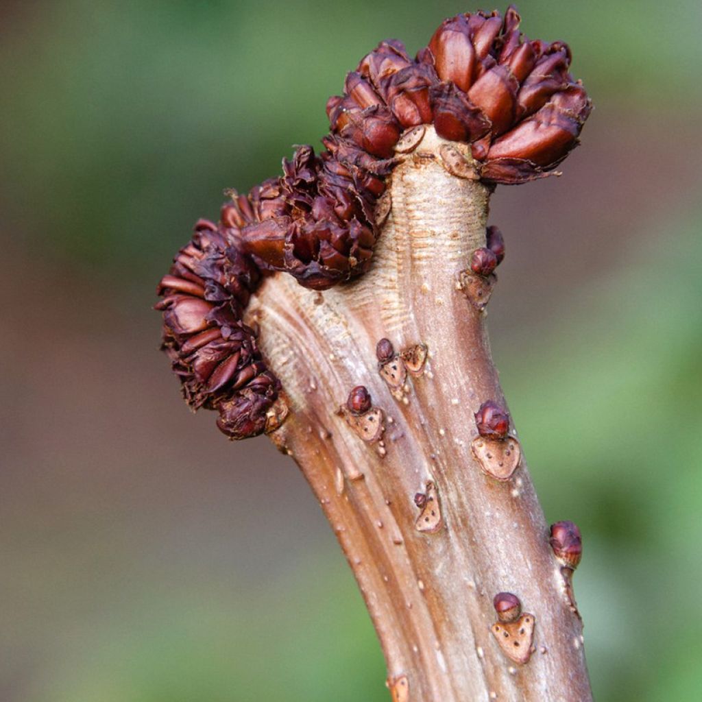 Aesculus hippocastanum Monstrosa - Castaño de Indias