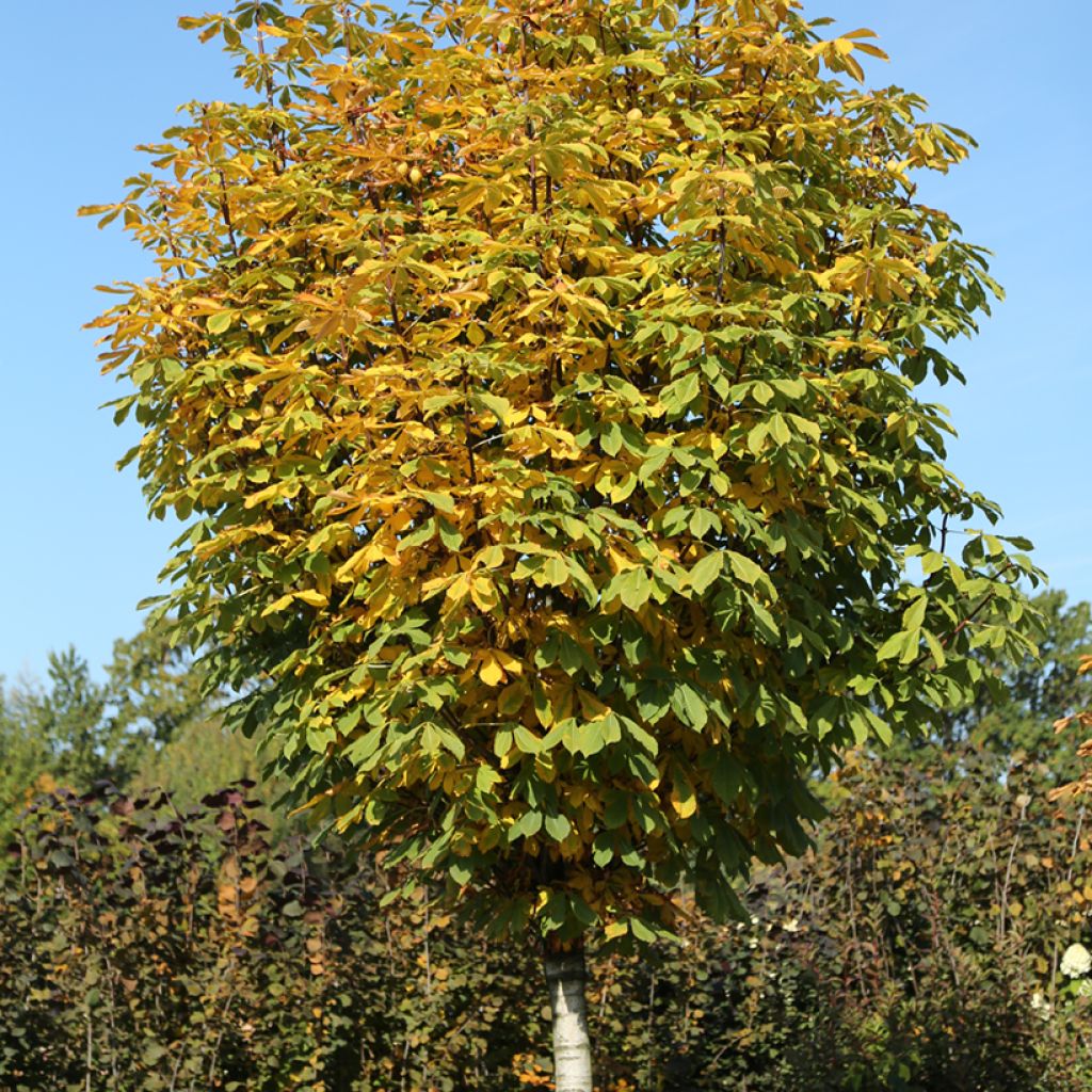 Aesculus hippocastanum Umbraculifera - Castaño de Indias