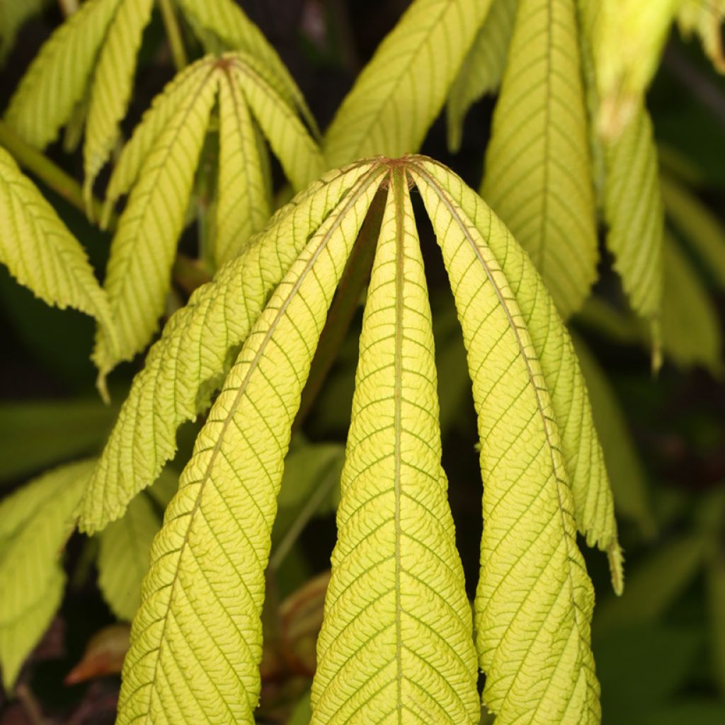 Aesculus hippocastanum Wisselink - Castaño de Indias