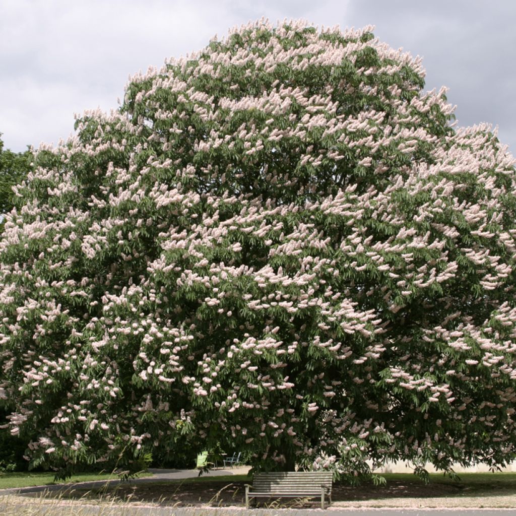 Aesculus indica Sydney Pearce - Marronnier de l'Himalaya