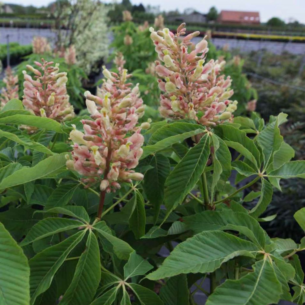 Aesculus mutabilis Induta - Castaños