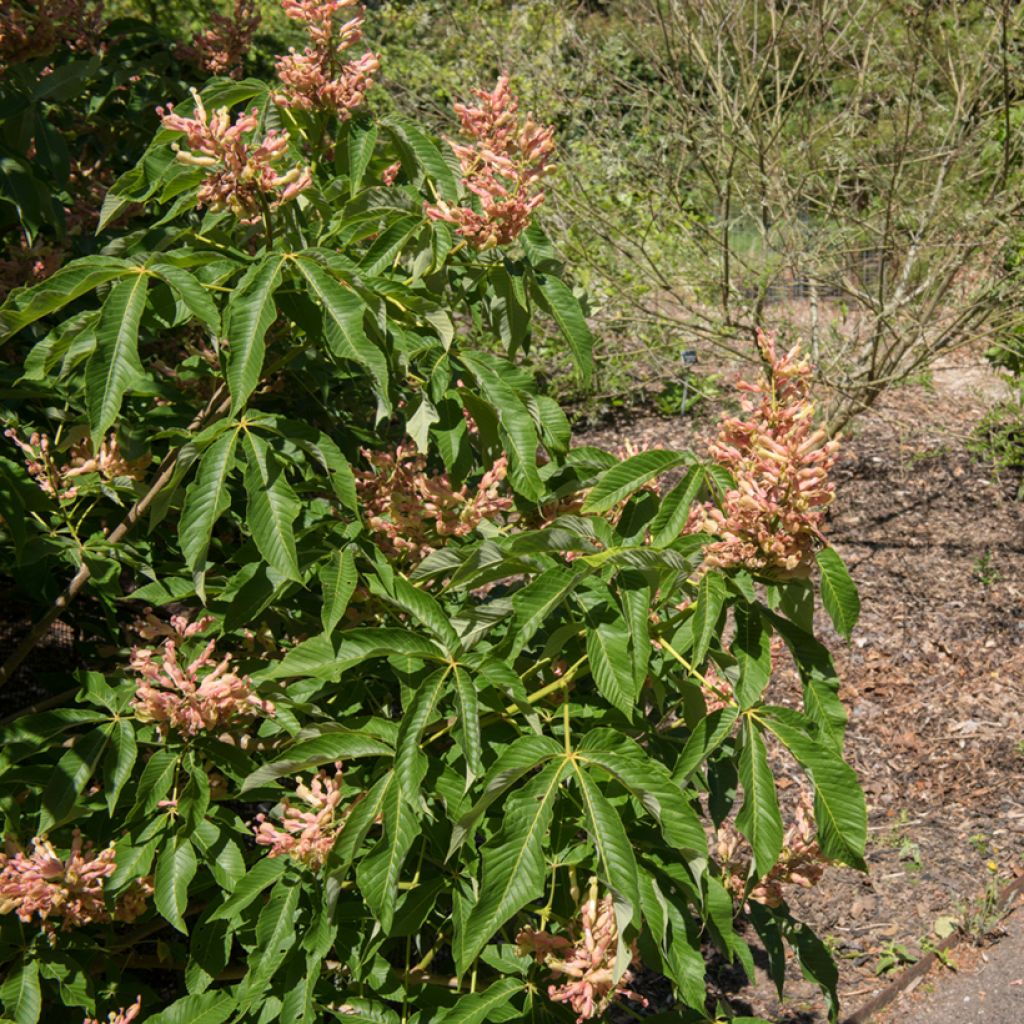 Aesculus mutabilis Induta - Castaños