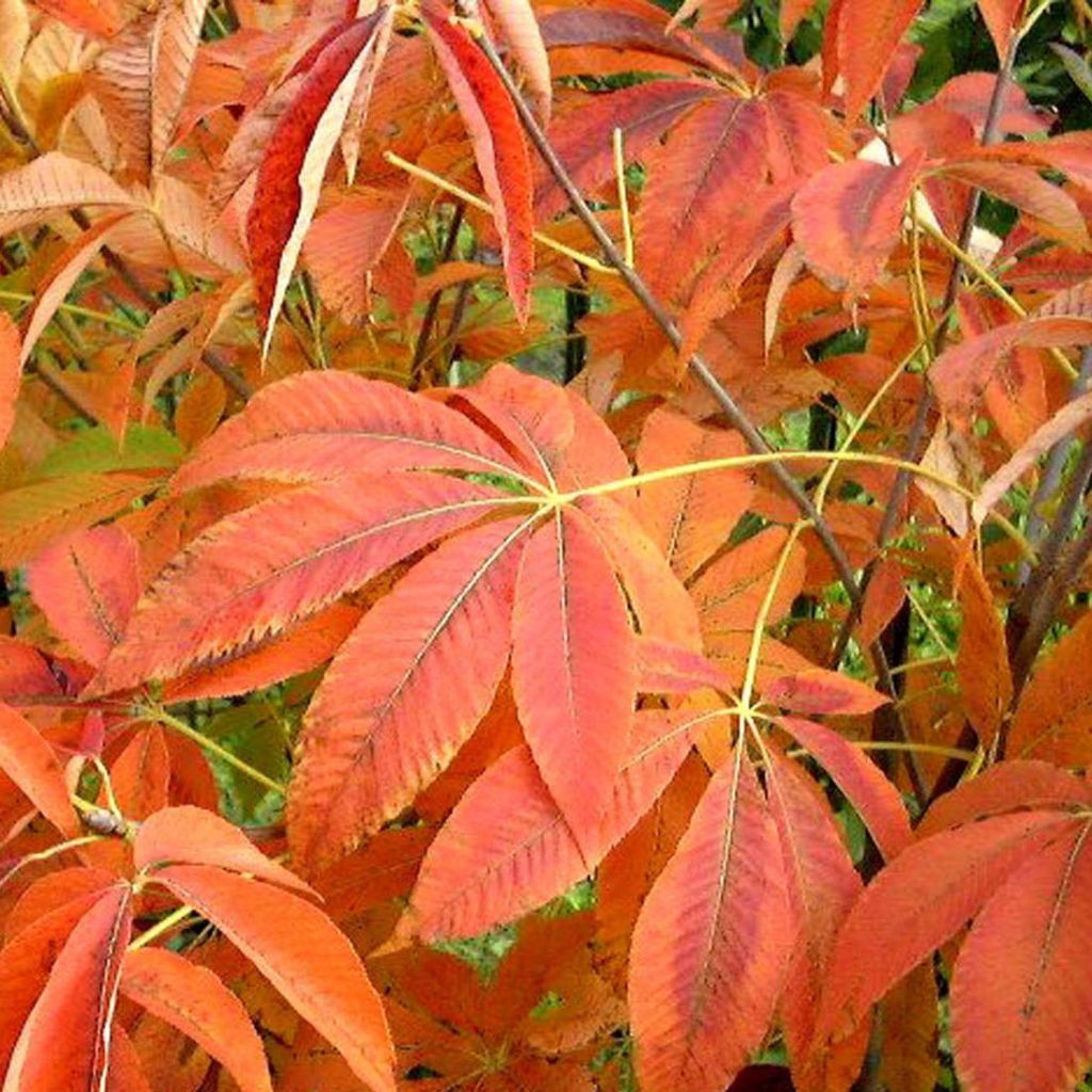 Marronnier d'ornement Autumn Fire - Aesculus neglecta