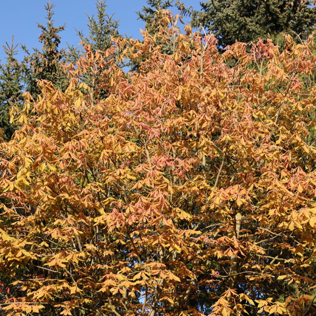 Aesculus x neglecta Erythroblastos - Castaños híbrido