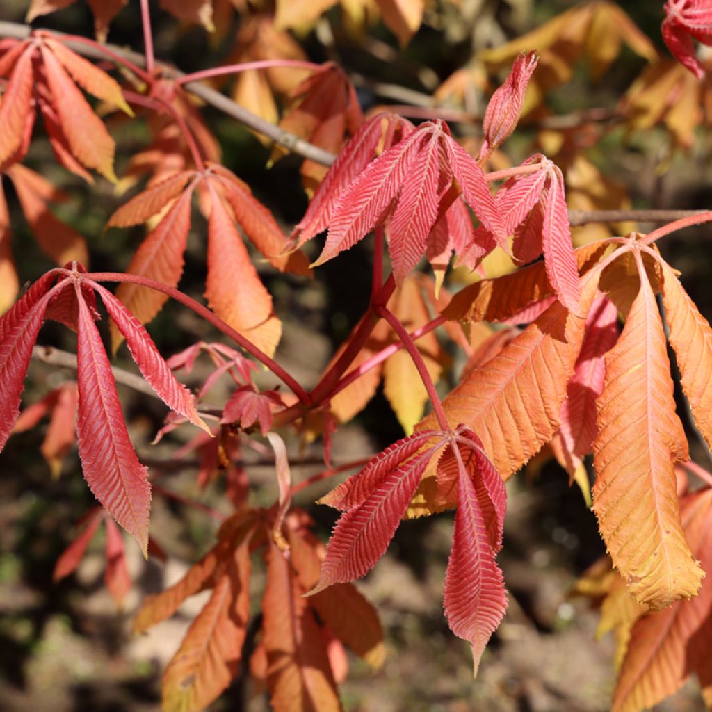 Aesculus x neglecta Erythroblastos - Castaños híbrido