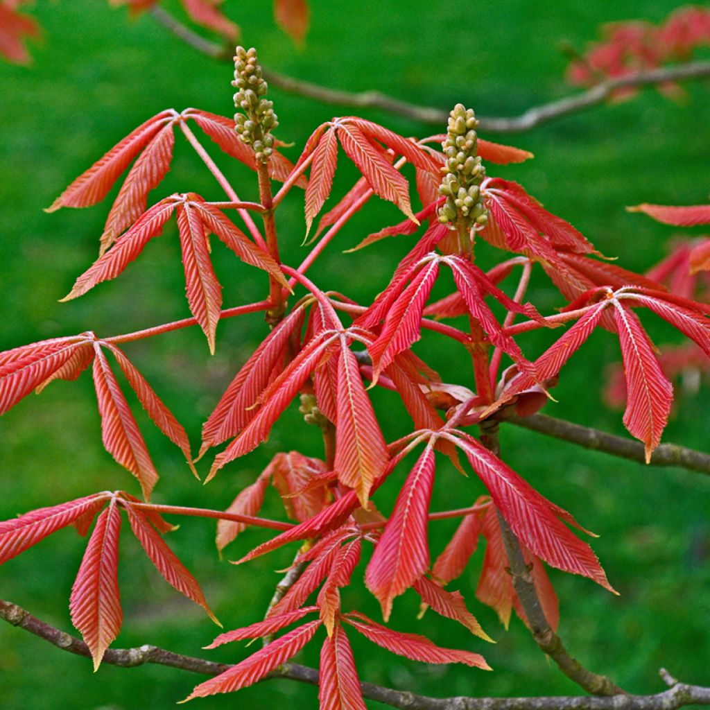 Aesculus x neglecta Erythroblastos - Marronnier d'ornement