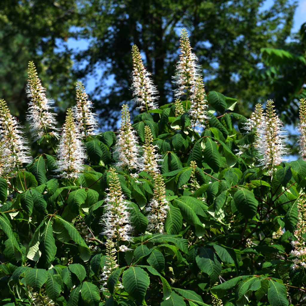 Aesculus parviflora - Castaño de hojas pequeñas