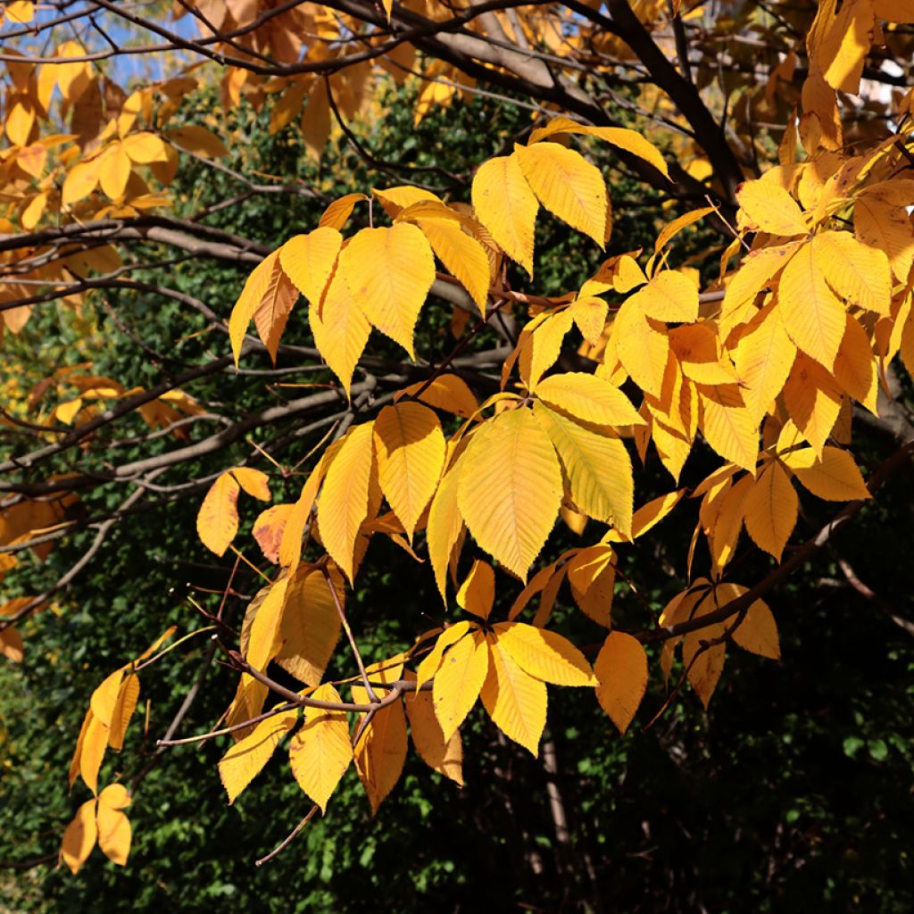 Aesculus parviflora - Castaño de hojas pequeñas