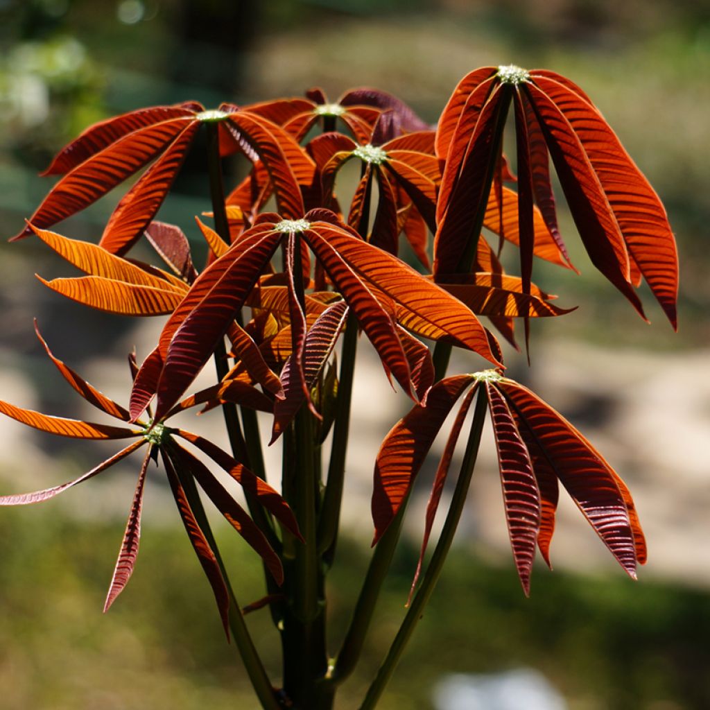 Aesculus parviflora - Castaño de hojas pequeñas