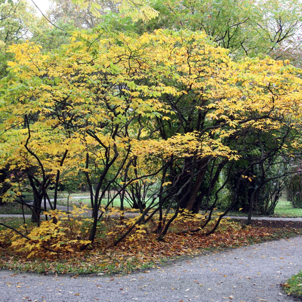 Aesculus parviflora - Castaño de hojas pequeñas