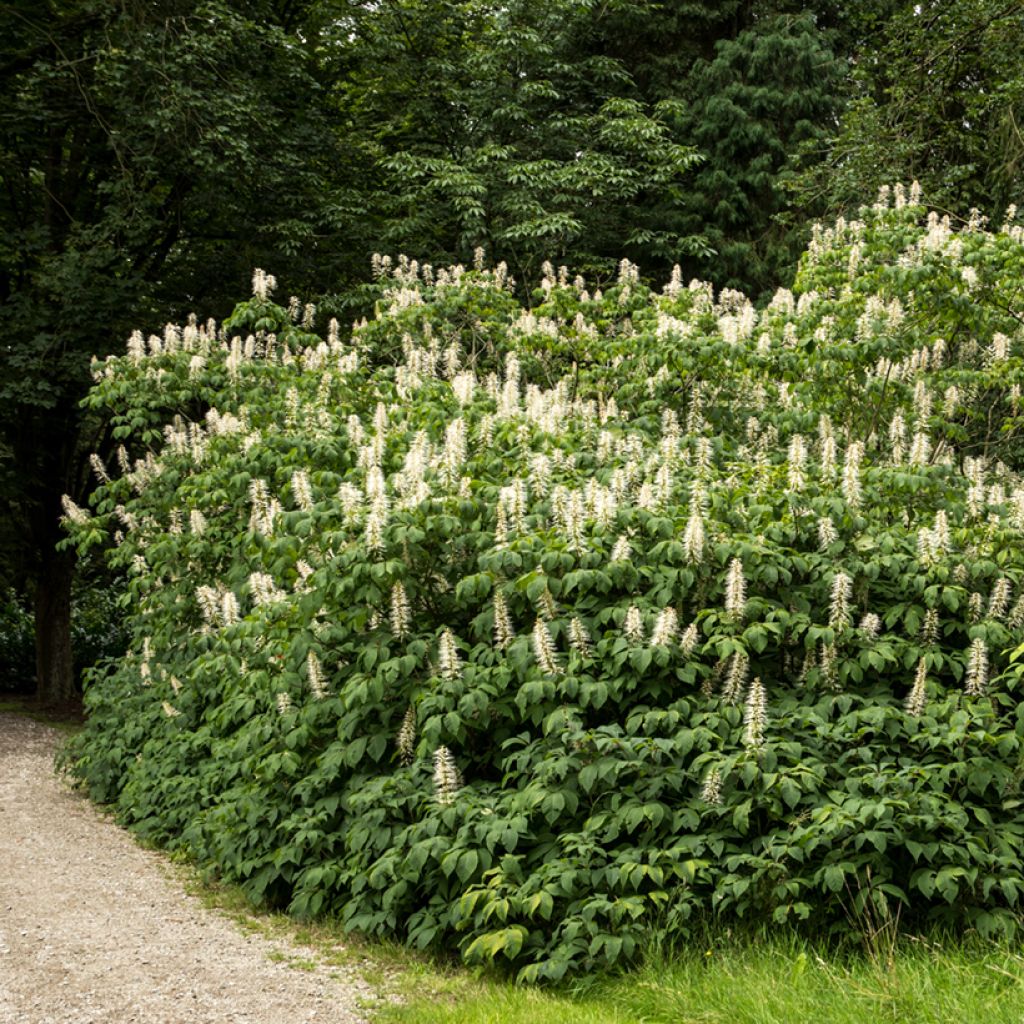 Aesculus parviflora - Castaño de hojas pequeñas