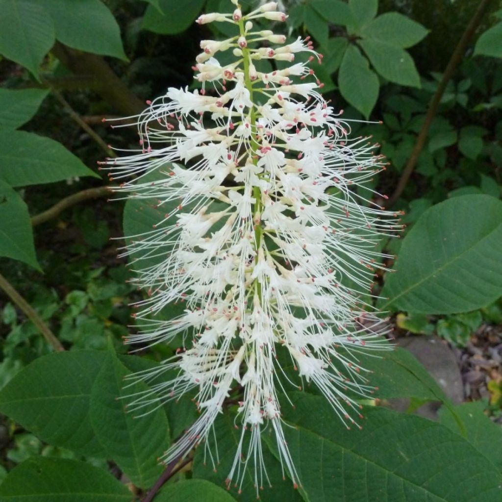 Aesculus parviflora - Castaño de hojas pequeñas