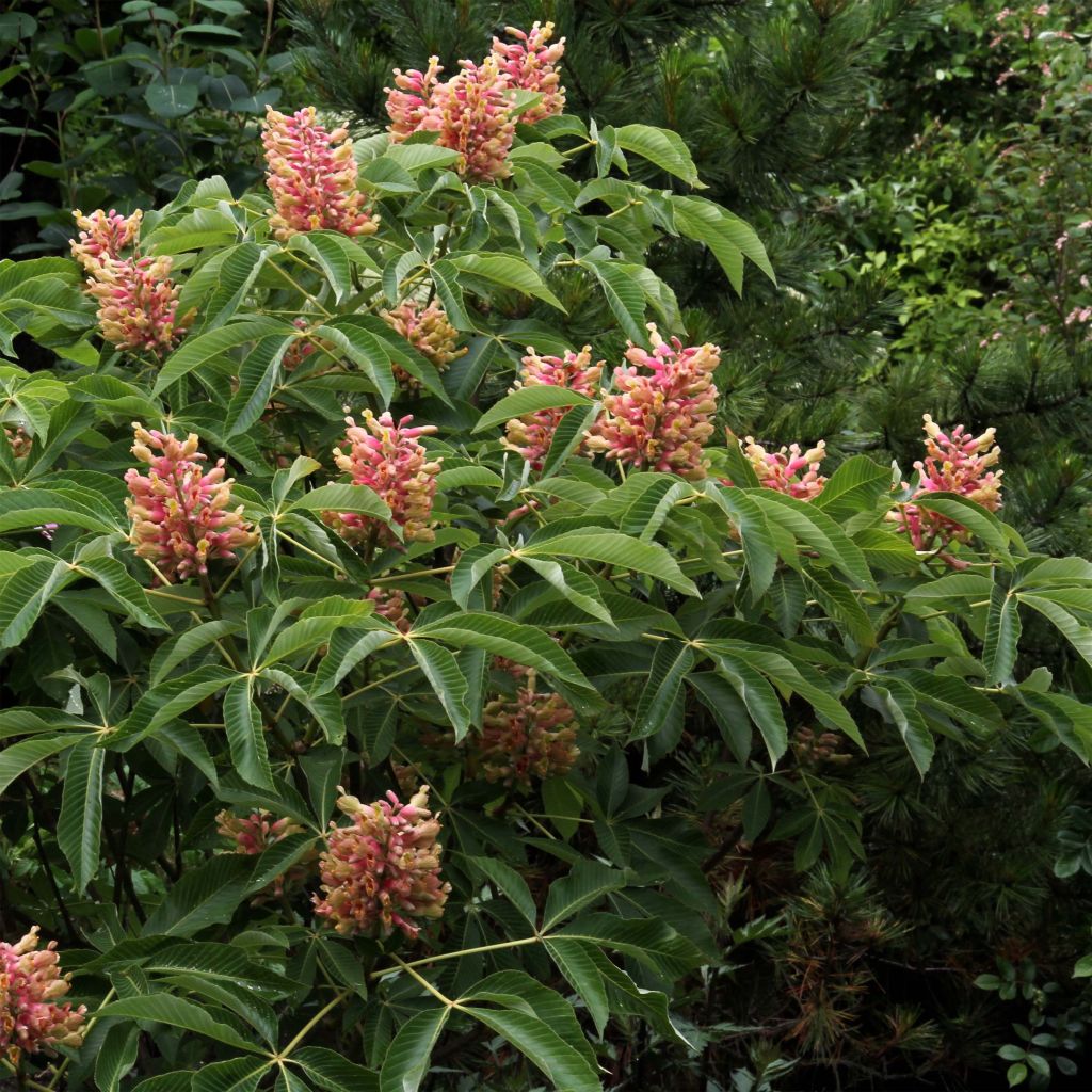 Aesculus pavia var. discolor Koehnei - Castaños