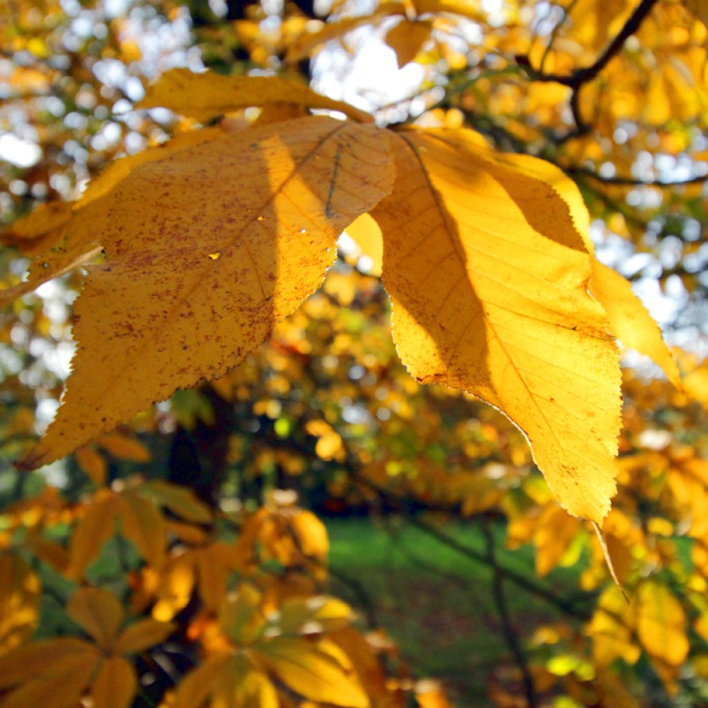 Aesculus pavia var. discolor Koehnei - Castaños