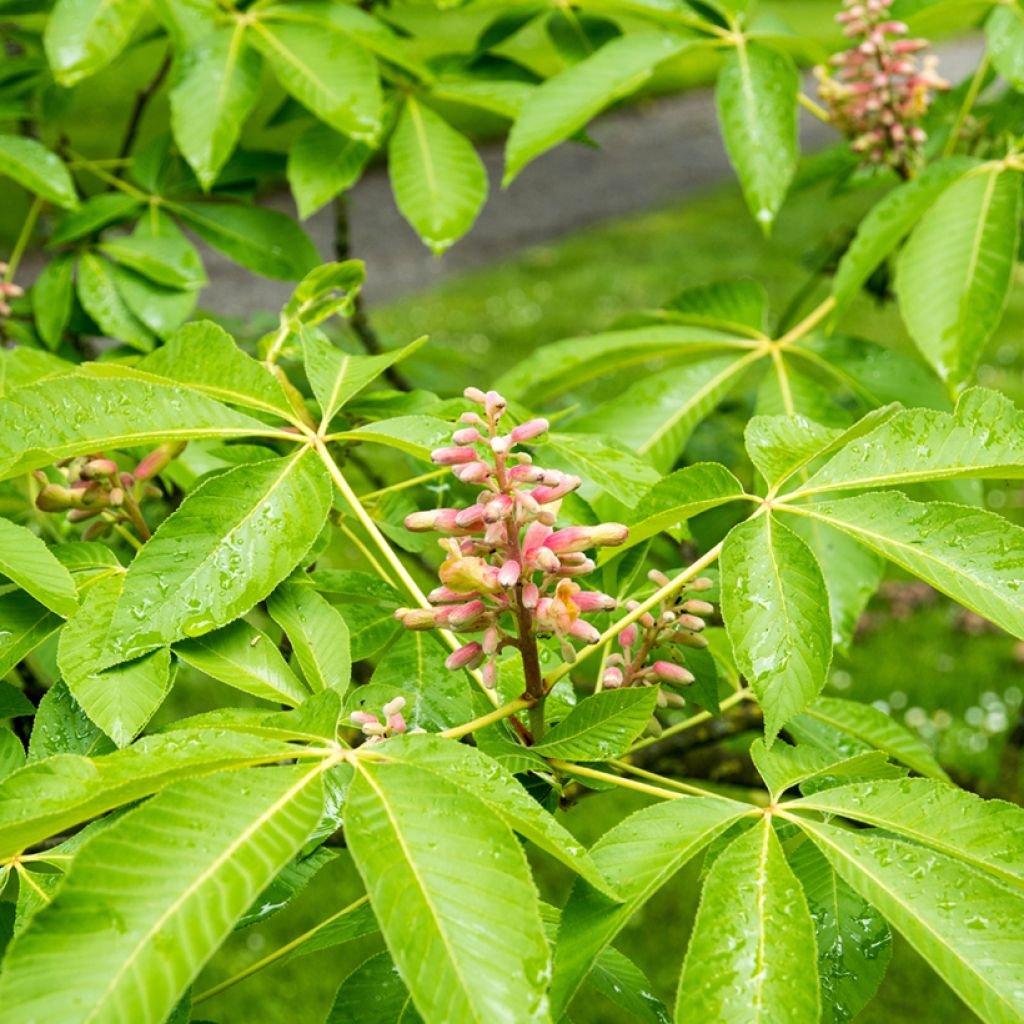 Aesculus pavia var. discolor Koehnei - Castaños