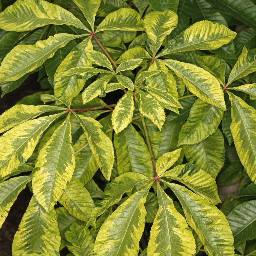 Aesculus carnea Marginata - Castaño de Indias rojo híbrido​