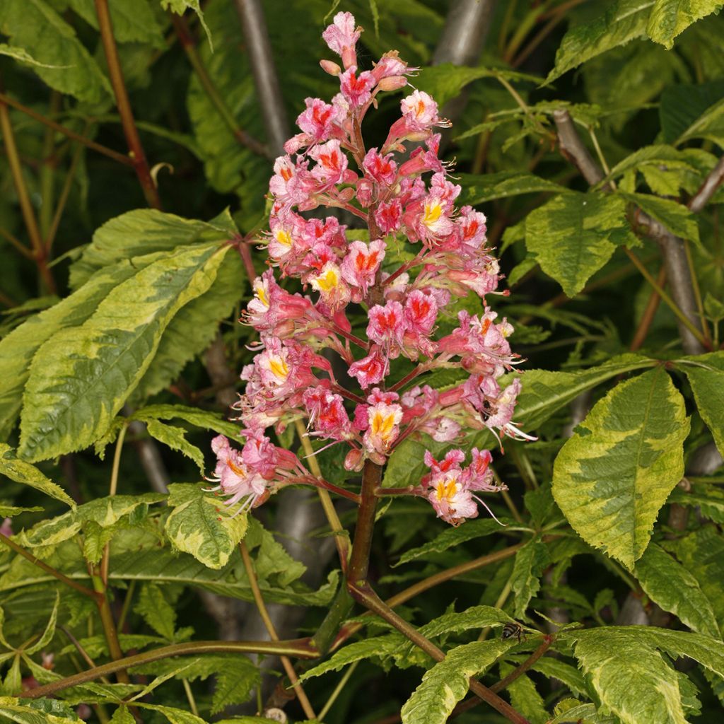 Aesculus carnea Marginata - Castaño de Indias rojo híbrido​