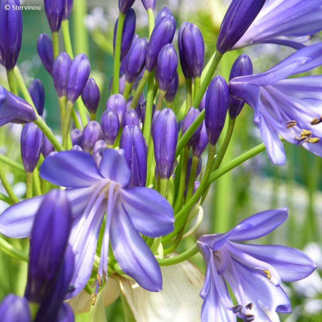 Agapanthus African Skies - Lirio africano