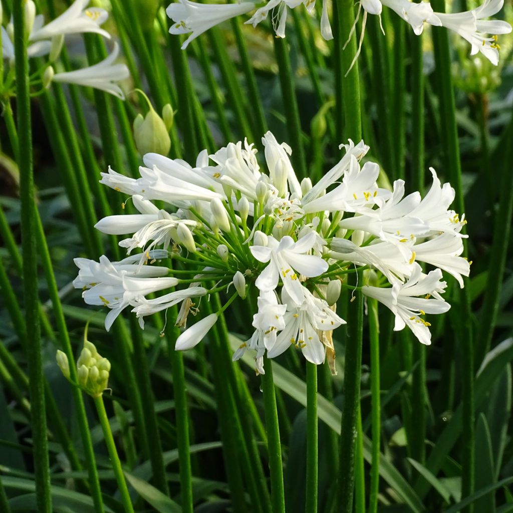 Agapanthe Pitchoune White