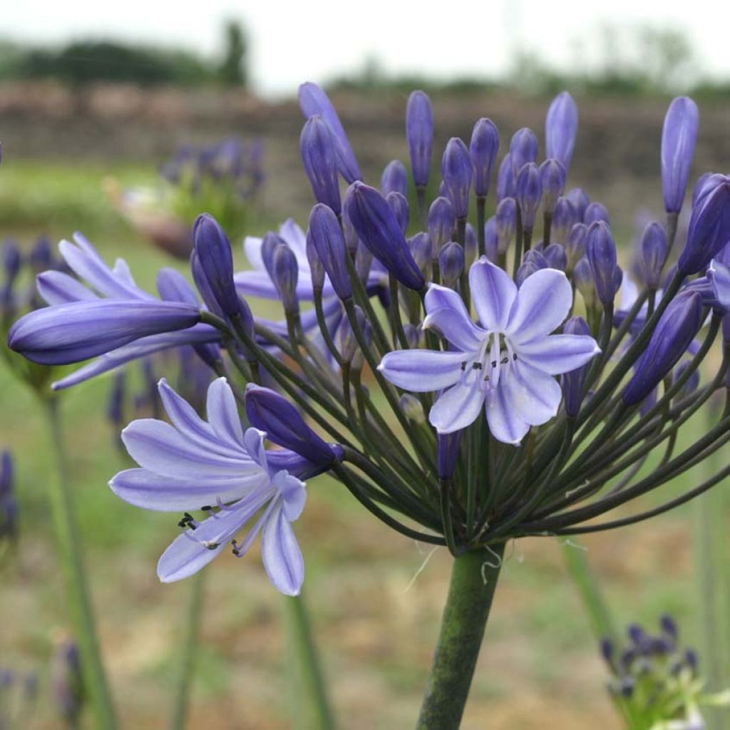 Agapanthe Rosewarne - Agapanthus campanulatus.