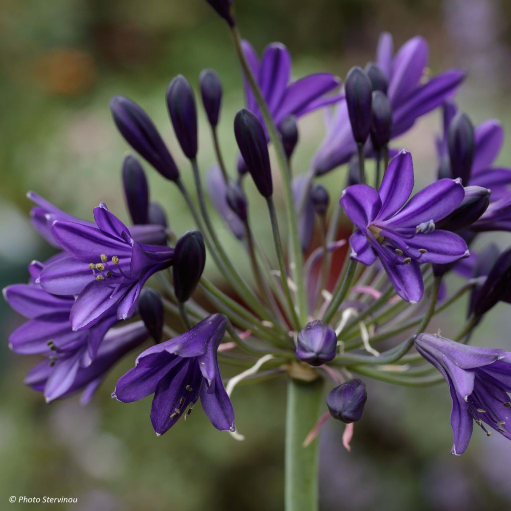 Agapanthe Royal Velvet