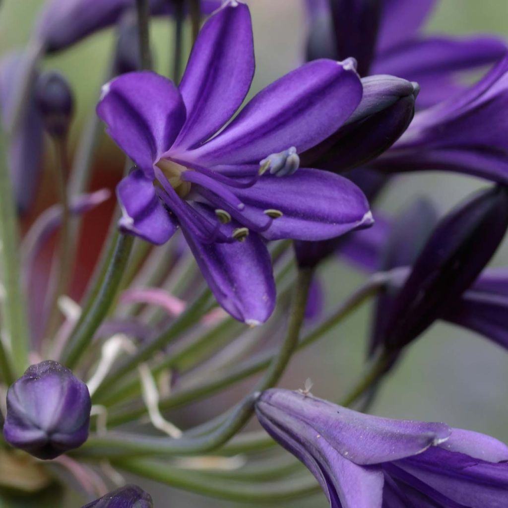 Agapanthe Royal Velvet