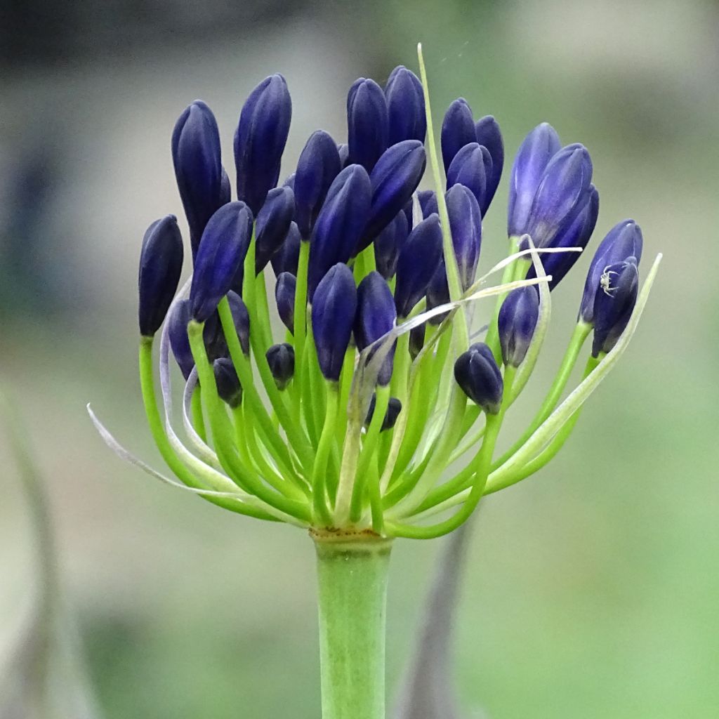 Agapanthe Royal Velvet