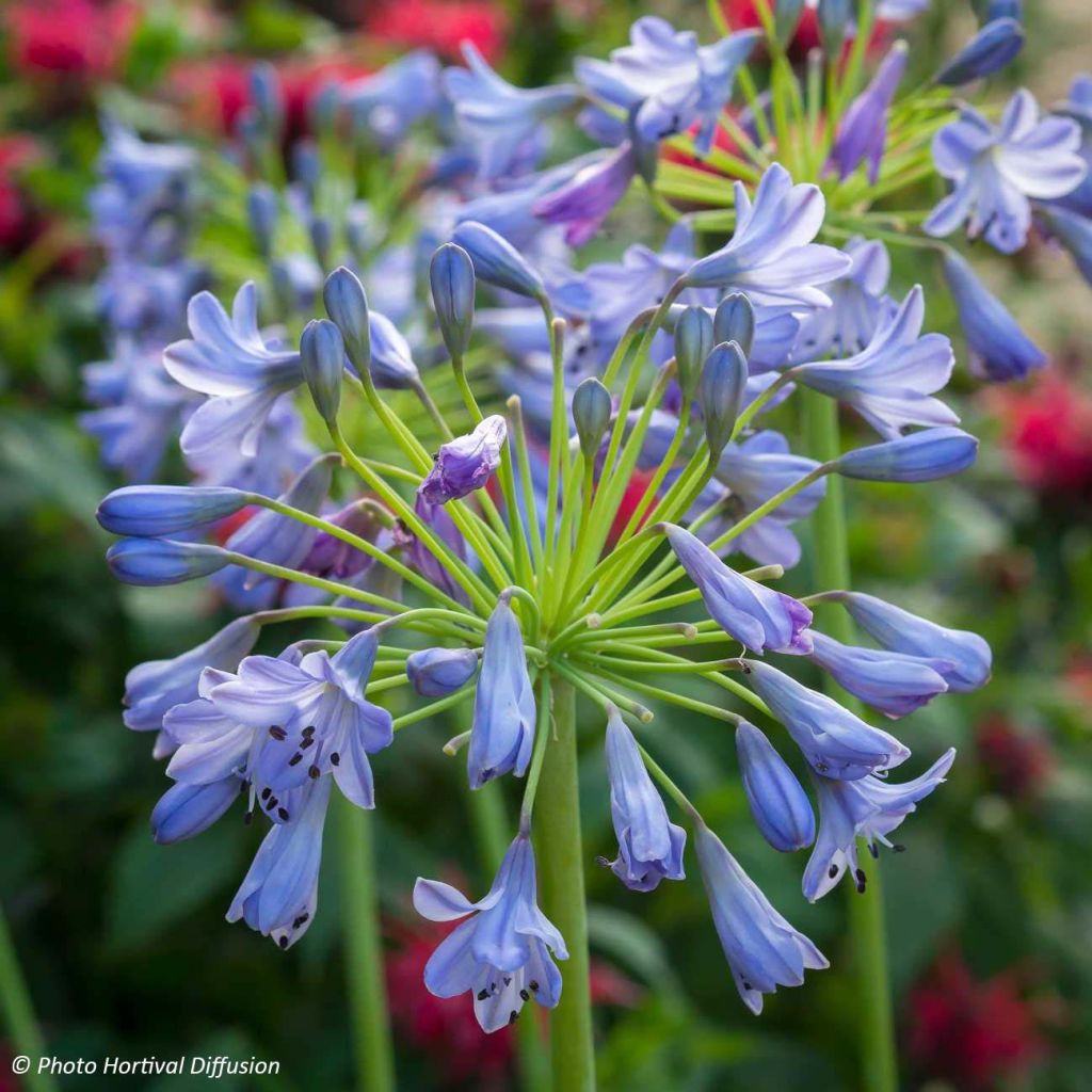 Agapanthe Southern Cross - Agapanthus