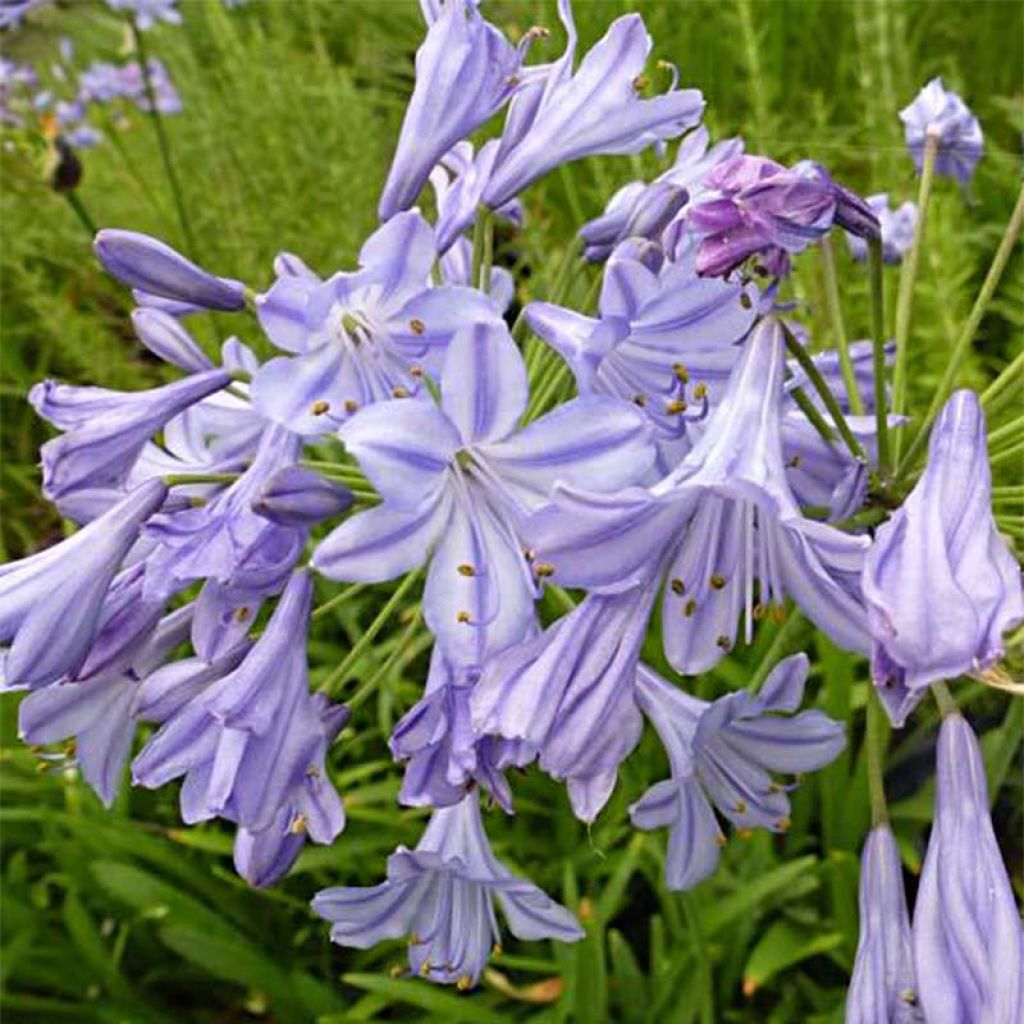 Agapanthe Stars and Stripes